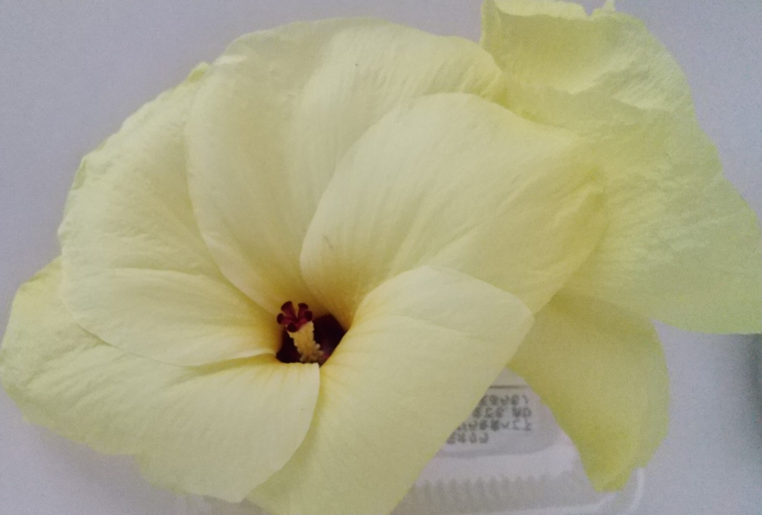 花オクラ