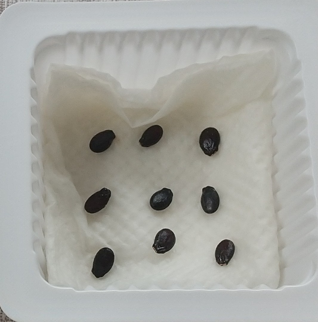 種まきした状態