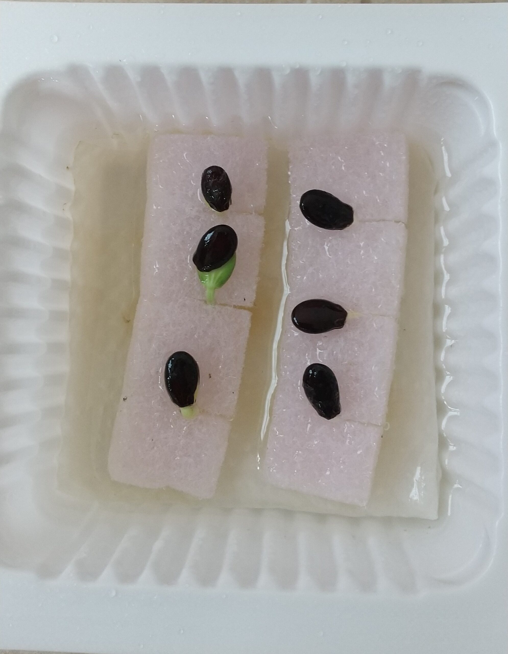 スポンジへの植え替え