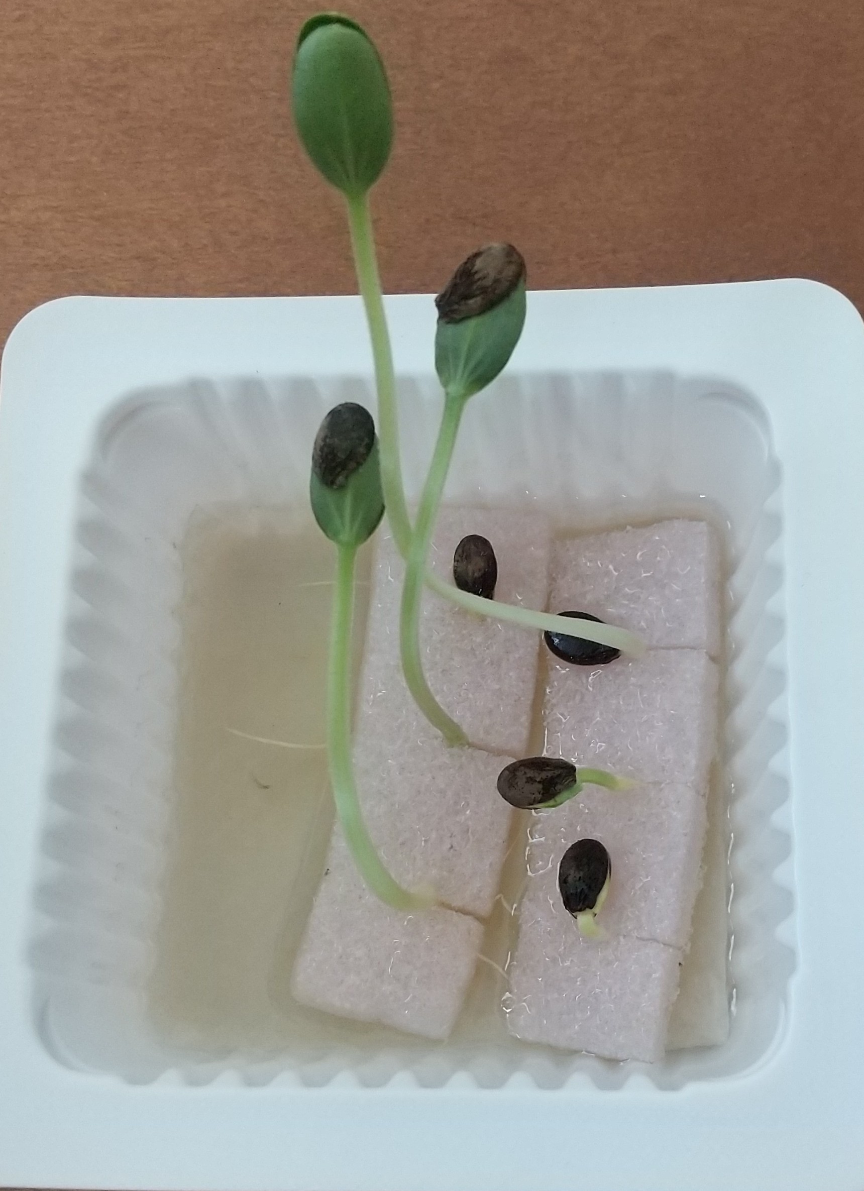 芽が伸びました