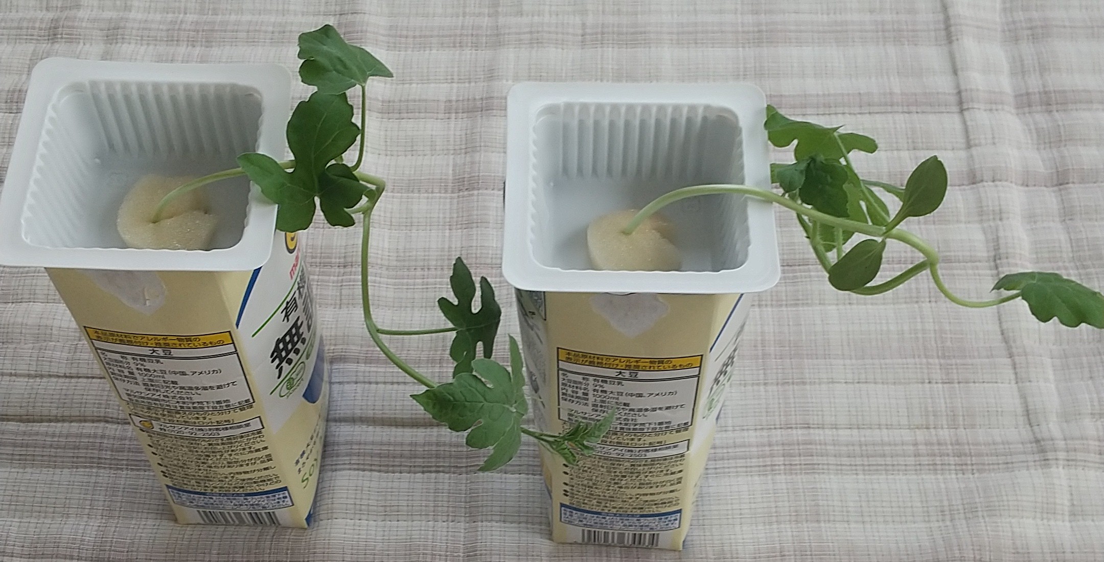 茎が伸びた状態