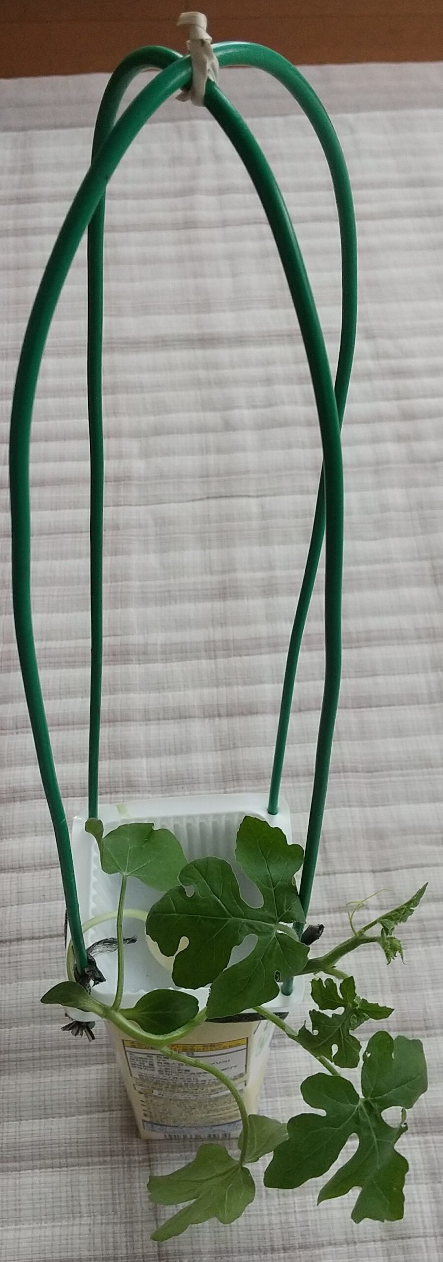 ビニタイで固定