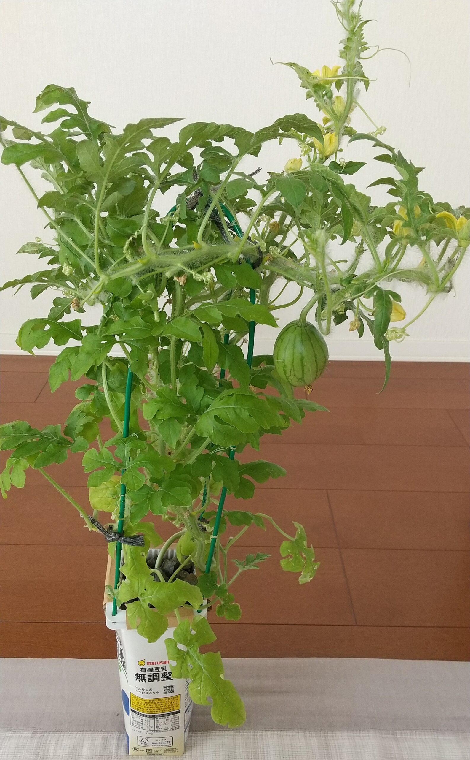 スイカの縞模様